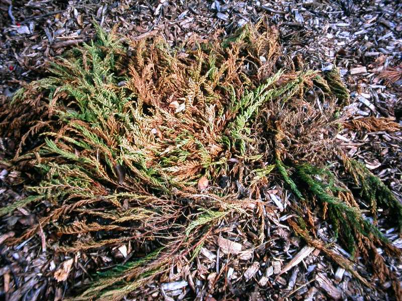 Can Overwatering Lead To Plant Diseases?