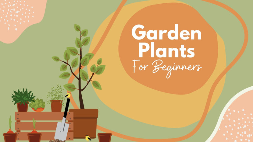 What Are The Best Plants For A Beginner Gardener?